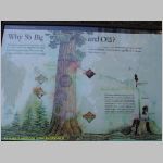 20060823_Sequoia_006 copia.jpg